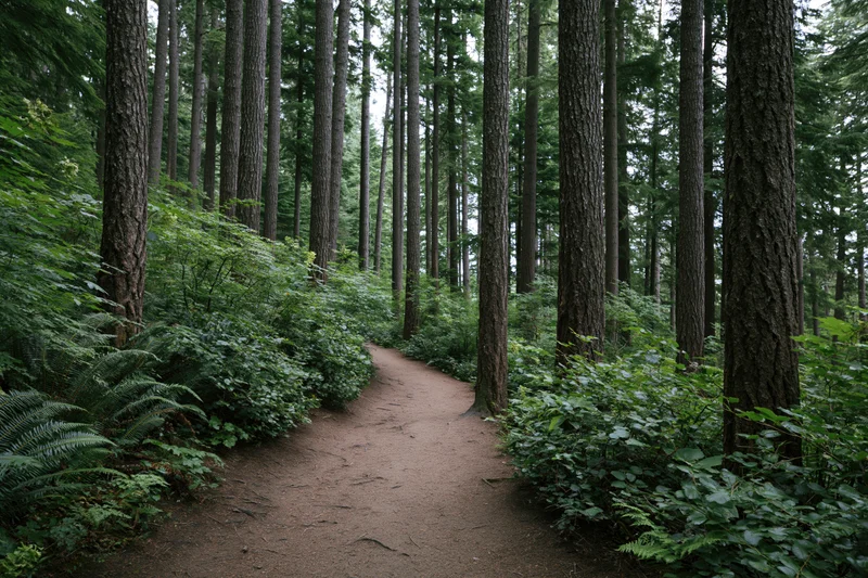 Winding dirt path through dense forest with tall trees and lush green undergrowth