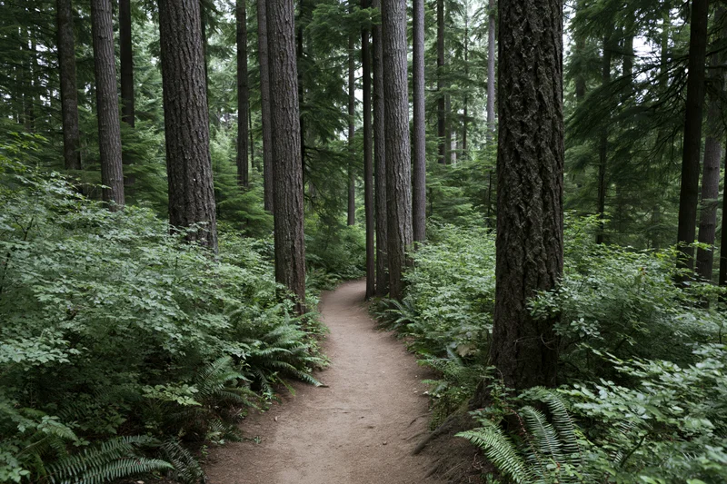Winding dirt path through dense forest with tall conifer trees and lush green ferns undergrowth