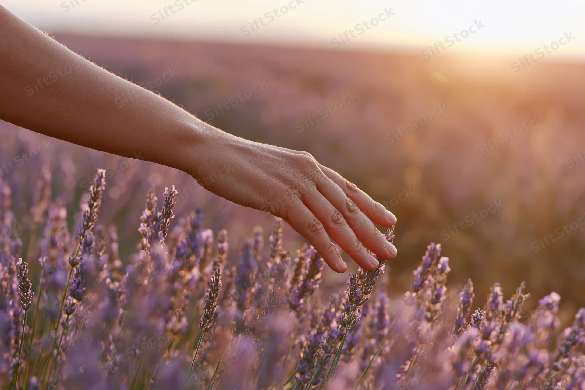 Woman's hand gently brushing blooming lavender in a field at sunset
