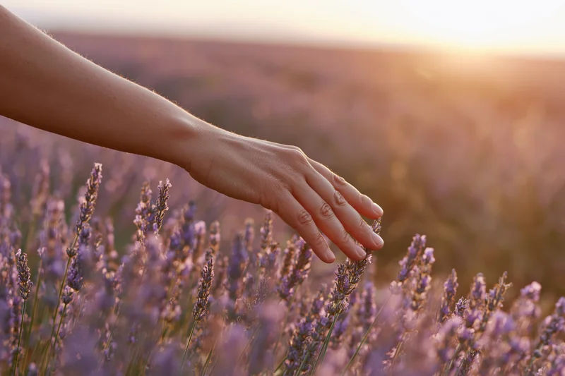 Woman's hand gently brushing blooming lavender in a field at sunset