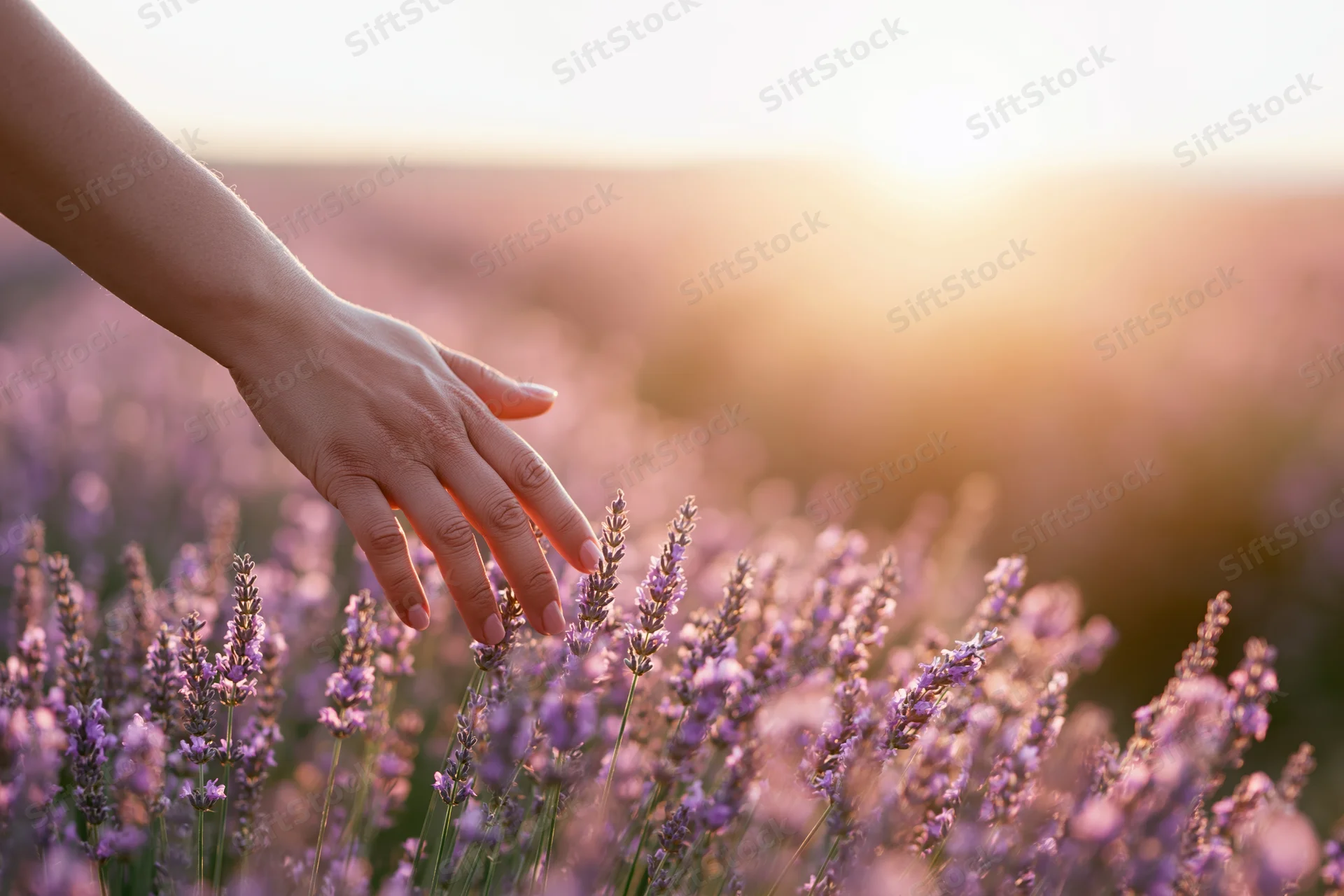 Woman's hand gently touching blooming lavender in a field at sunset