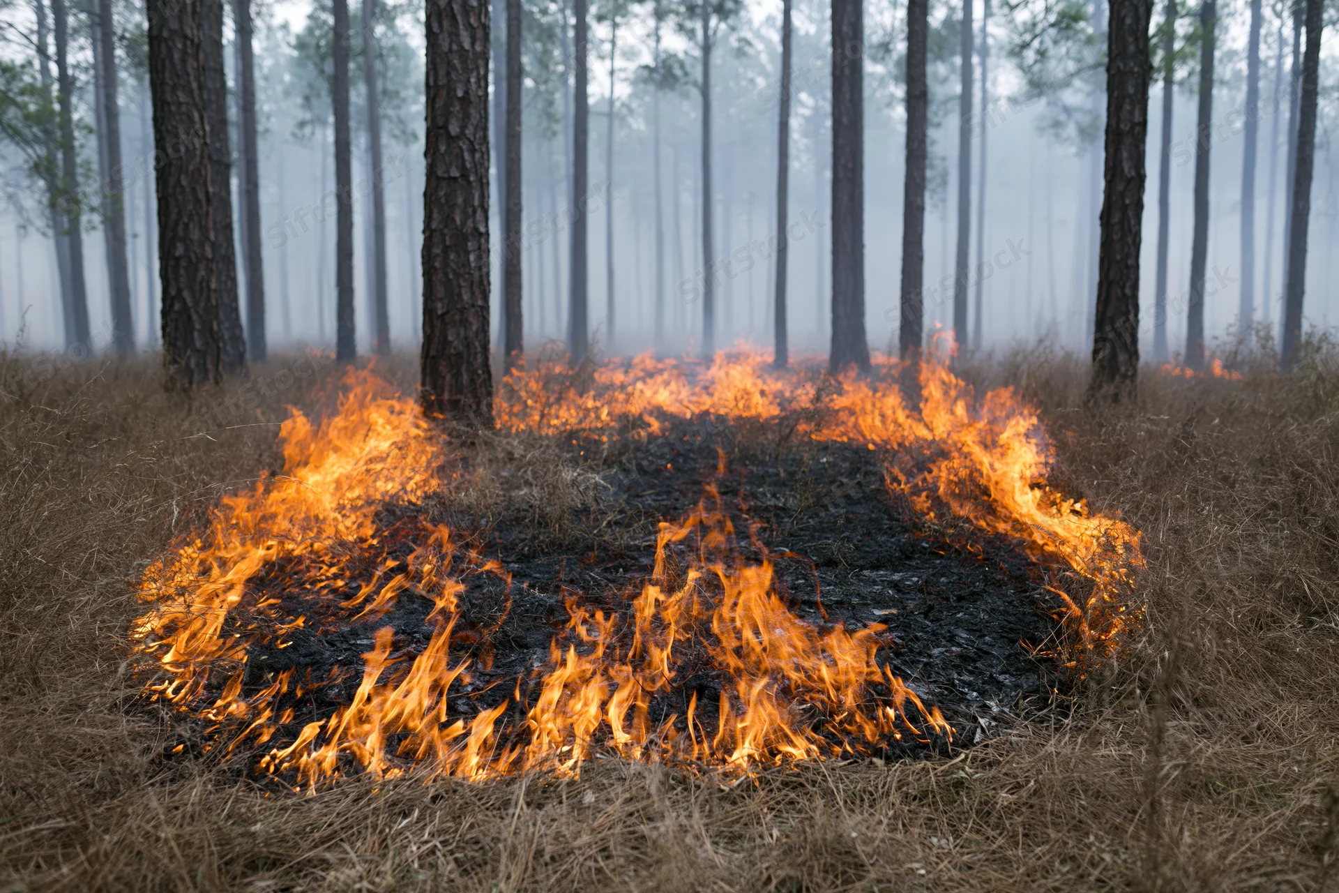 Wildfire burning through dry underbrush in a pine forest