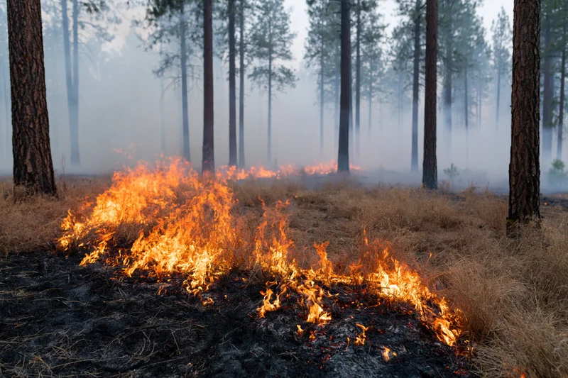Wildfire burning through dry underbrush in a pine forest, with smoke rising between trees