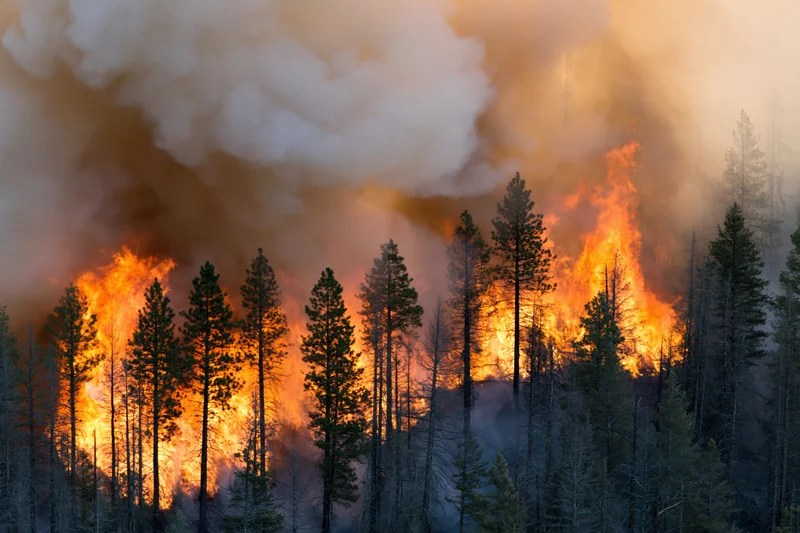 Wildfire burning through dense conifer forest on a hillside