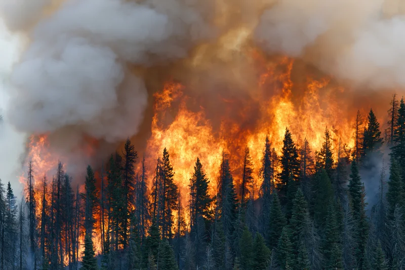Intense wildfire burning through dense conifer forest on a hillside