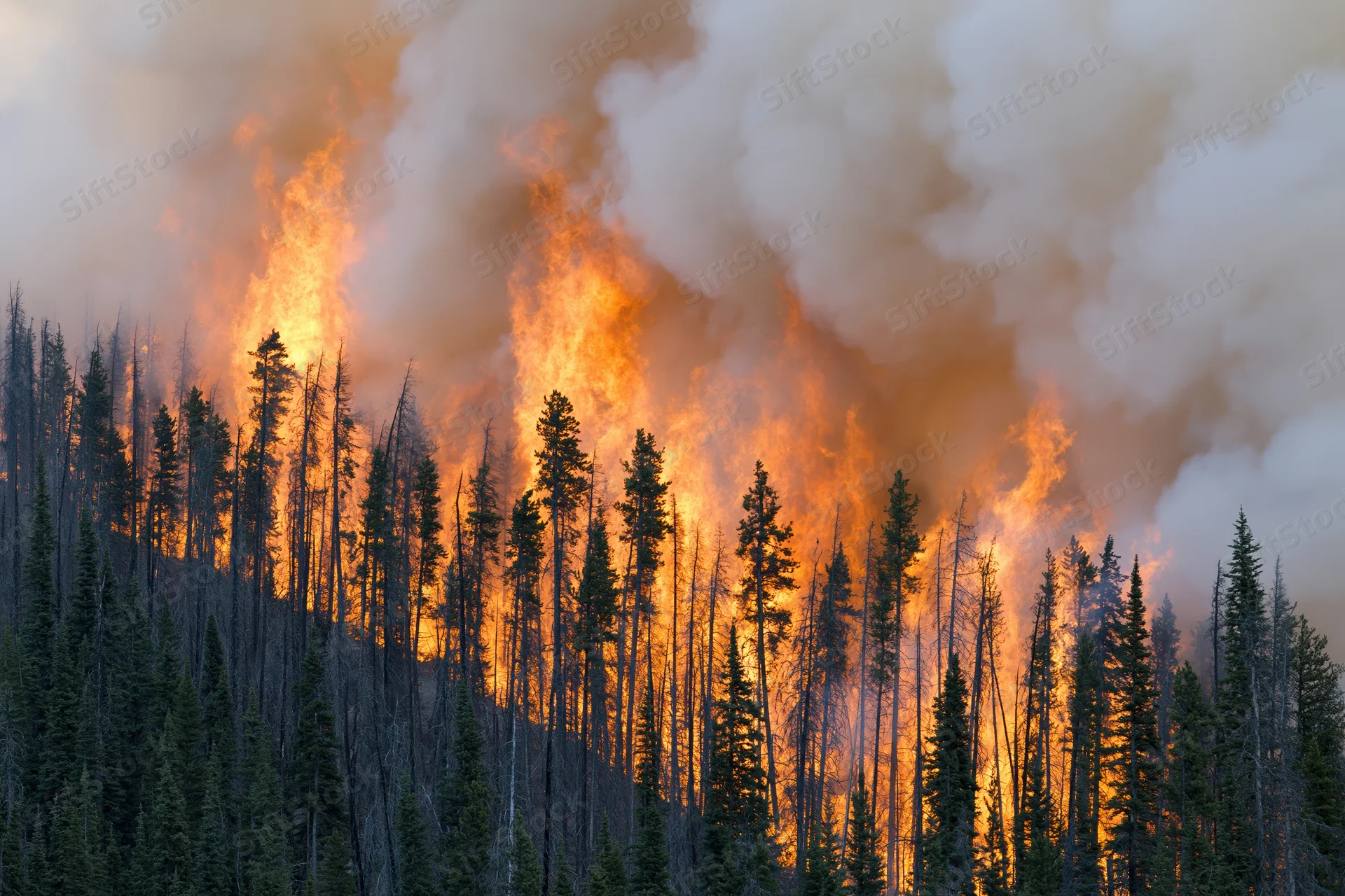 Wildfire burning through dense conifer forest on a hillside