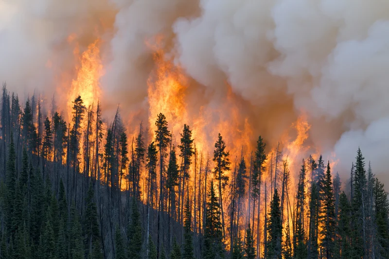 Wildfire burning through dense conifer forest on a hillside