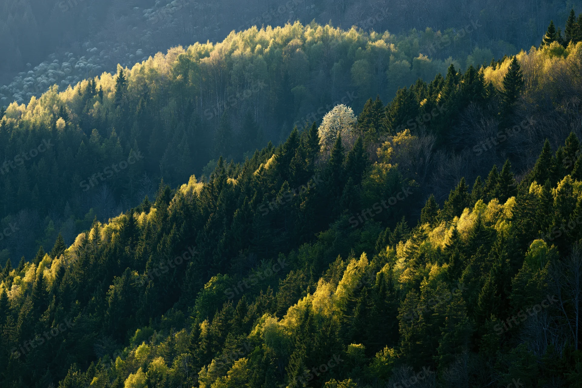 Aerial view of mixed birch and conifer forest covering rolling hills with sunlight highlighting tree tops