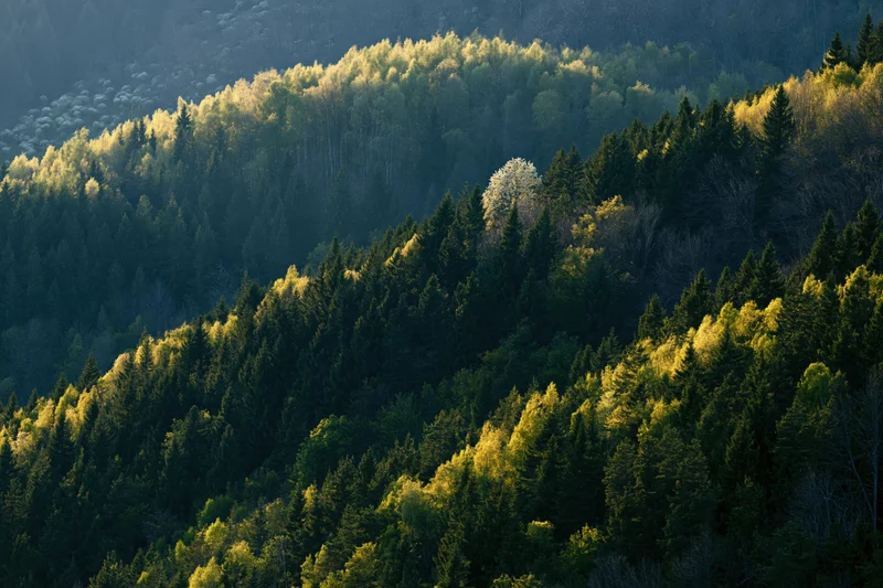 Aerial view of mixed birch and conifer forest covering rolling hills with sunlight highlighting tree tops