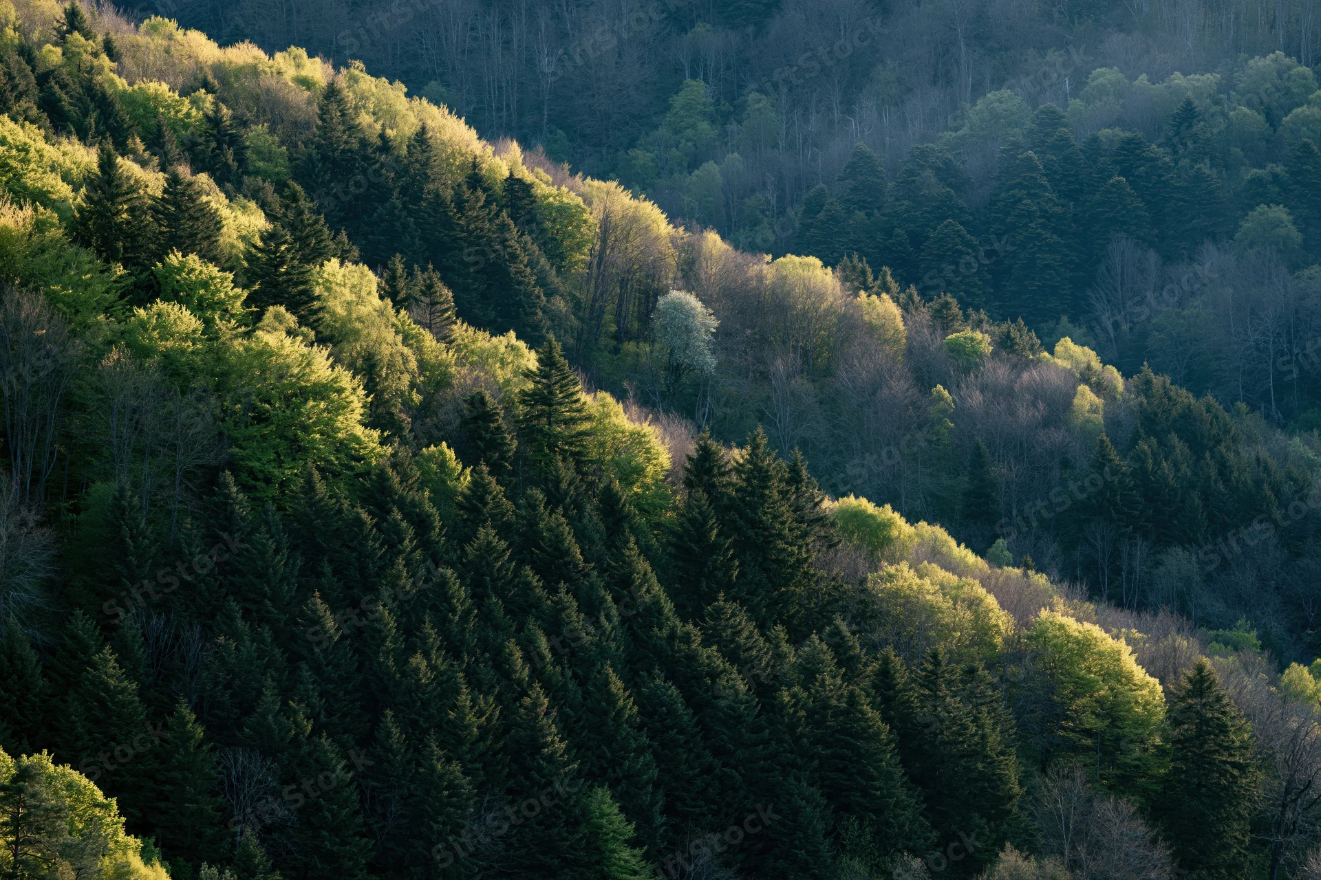 Aerial view of mixed birch and conifer forest covering rolling hills and valleys