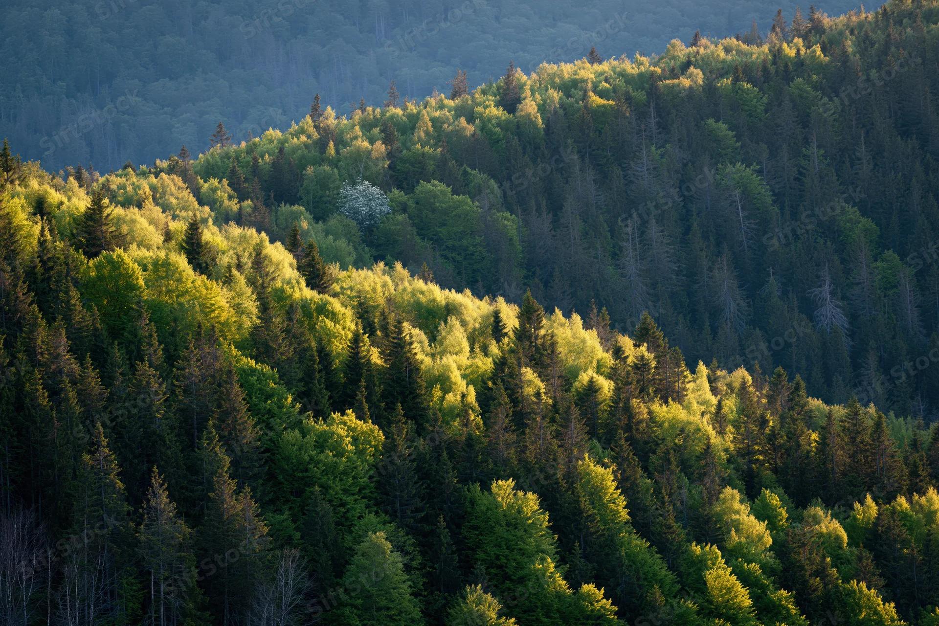 Mixed birch and conifer forest covering rolling hills under golden evening light