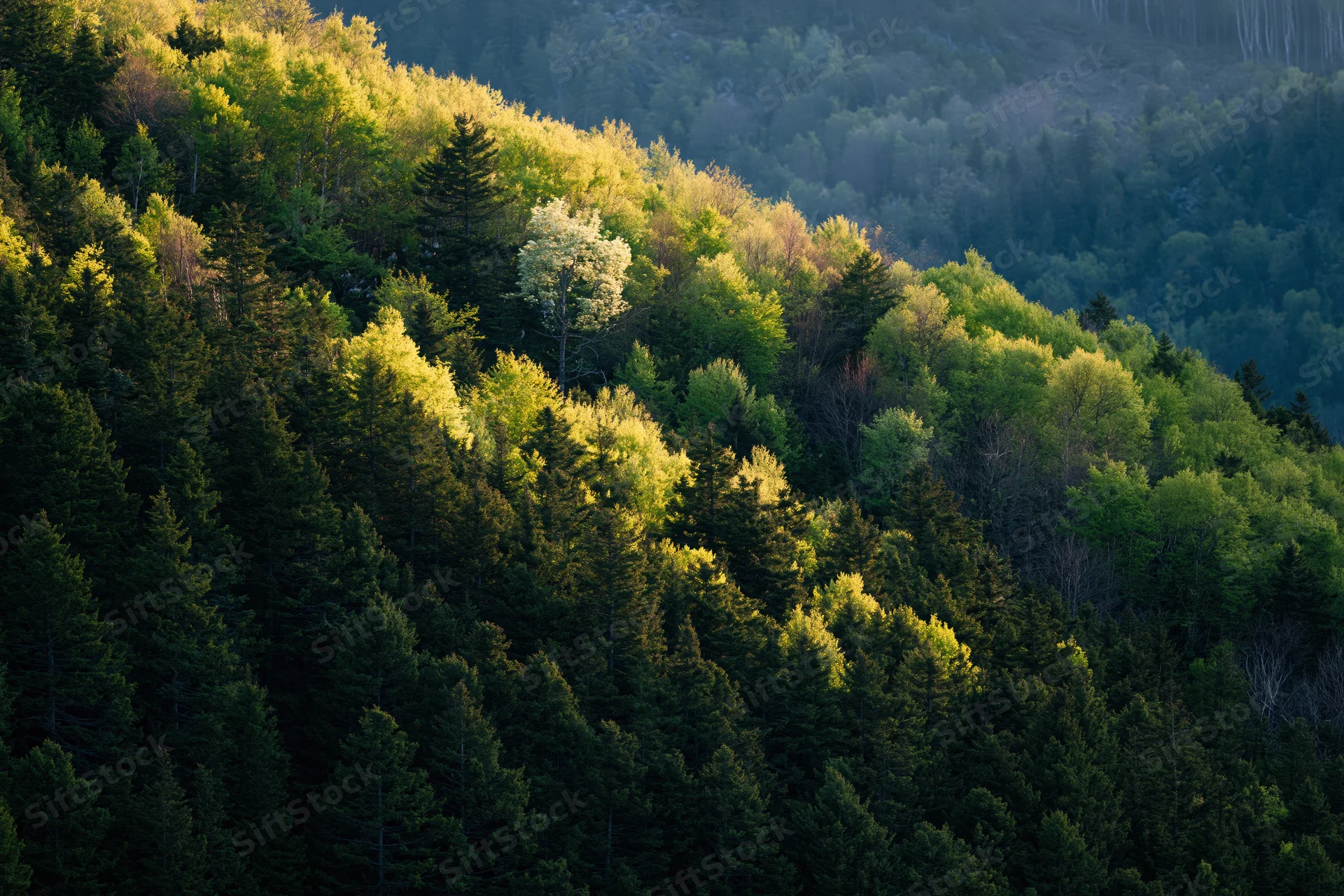 Mixed birch and conifer forest covering a mountain slope at golden hour