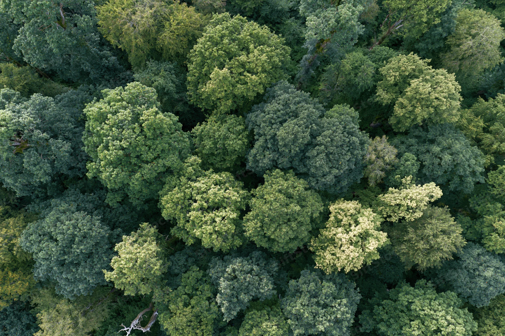 Aerial view of dense broadleaf forest canopy from directly above