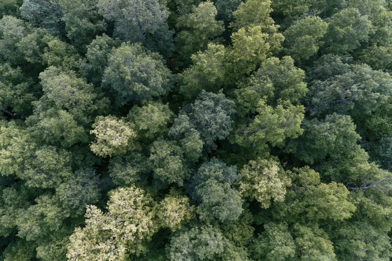 Aerial view of dense broadleaf forest canopy from directly above