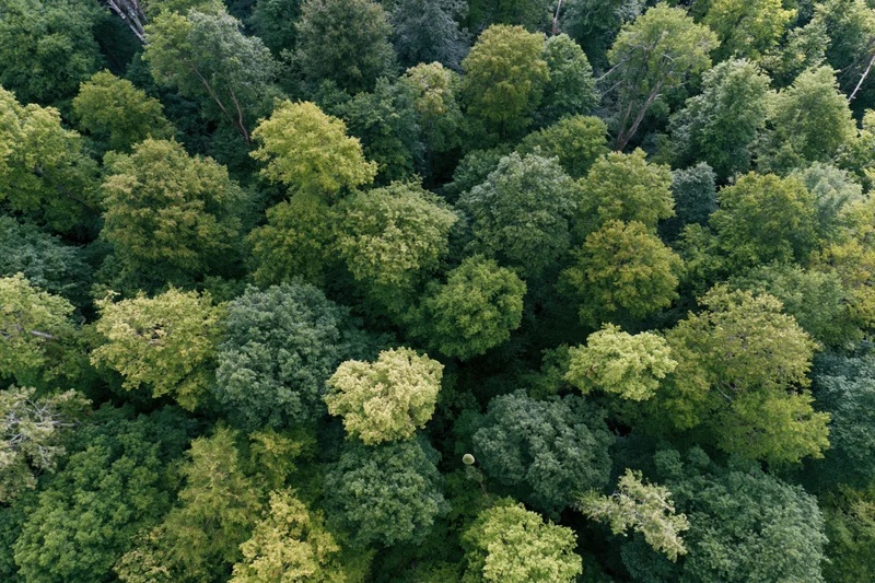 Aerial view of dense broadleaf forest canopy from above