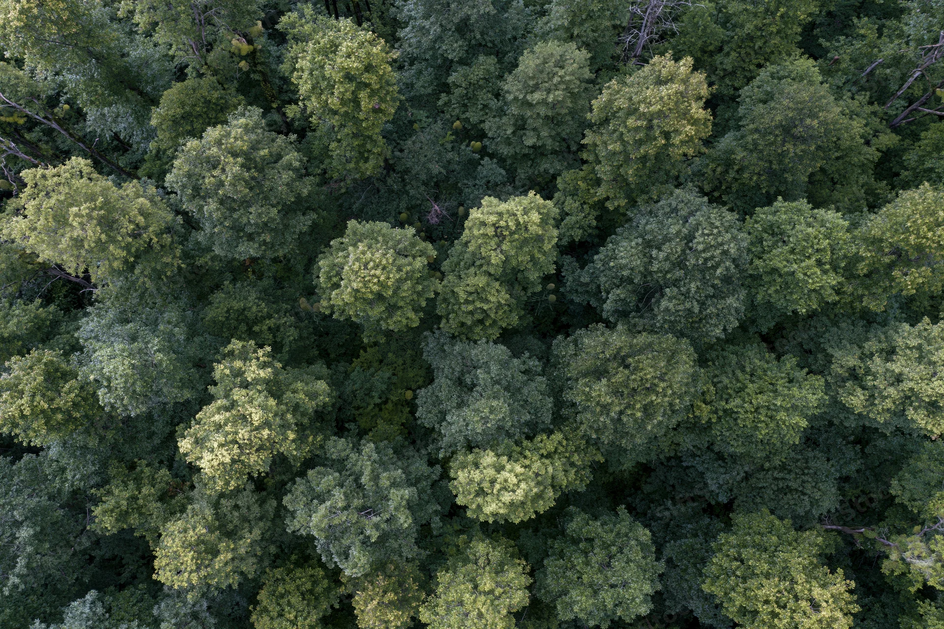 Aerial topdown view of dense broadleaf forest canopy