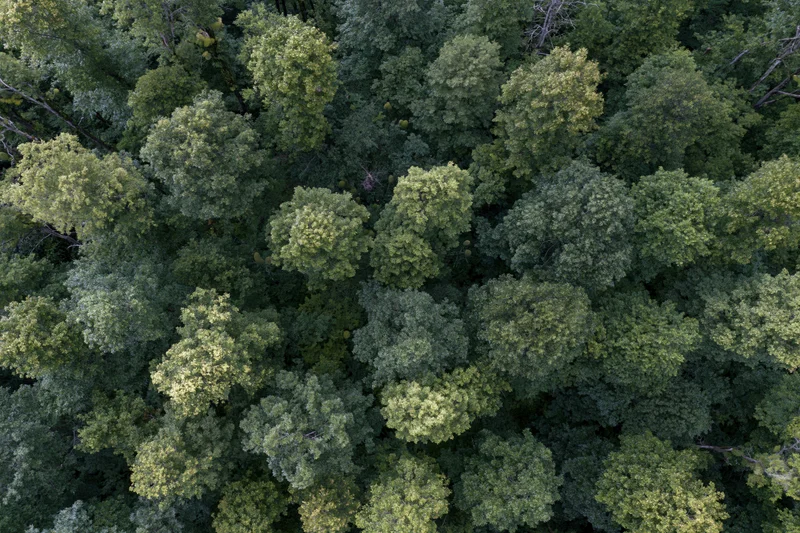 Aerial topdown view of dense broadleaf forest canopy