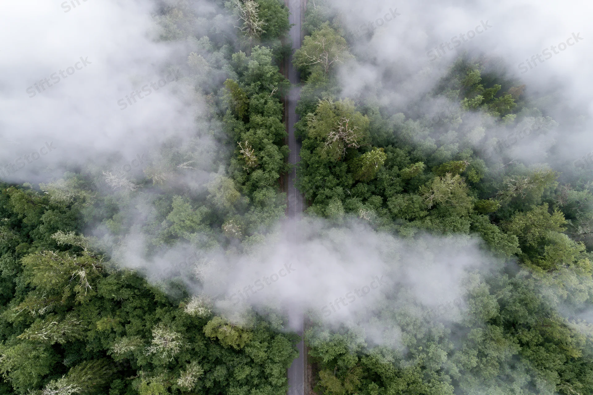 Aerial view of a winding road through a dense mixed forest covered in mist