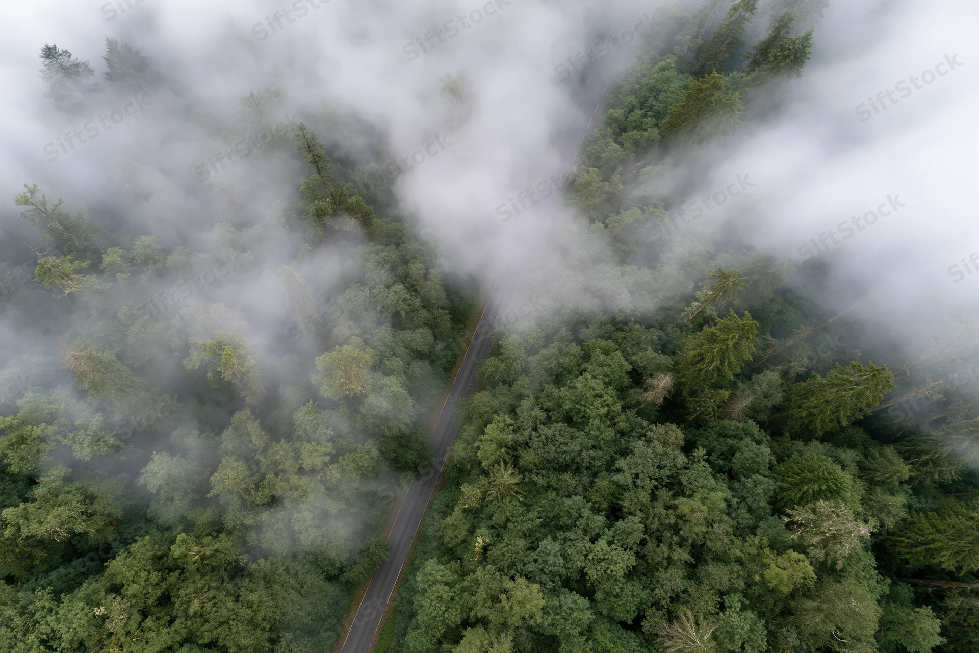 Aerial view of a winding road through a dense mixed forest covered in fog