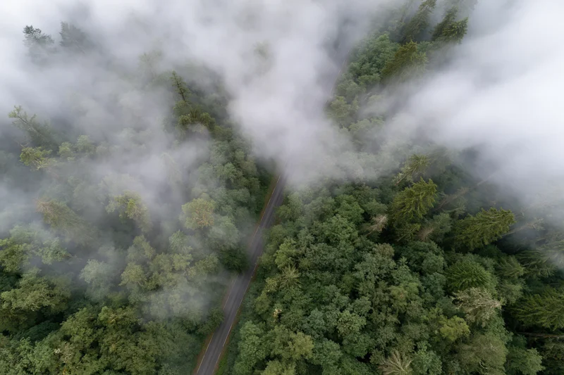 Aerial view of a winding road through a dense mixed forest covered in fog