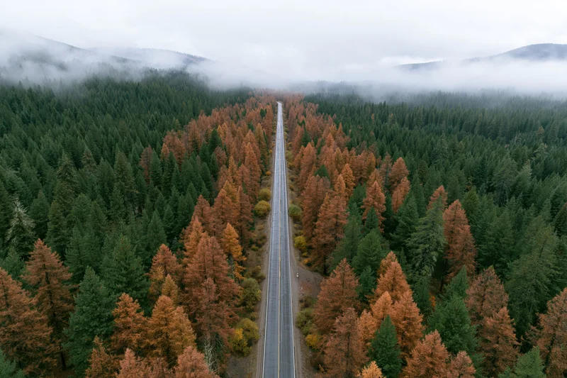 Aerial drone view of a straight two-lane road cutting through a dense forest of green and autumn-colored trees under foggy mountains
