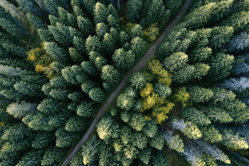 Aerial top-down view of dense forest with winding dirt path through coniferous trees