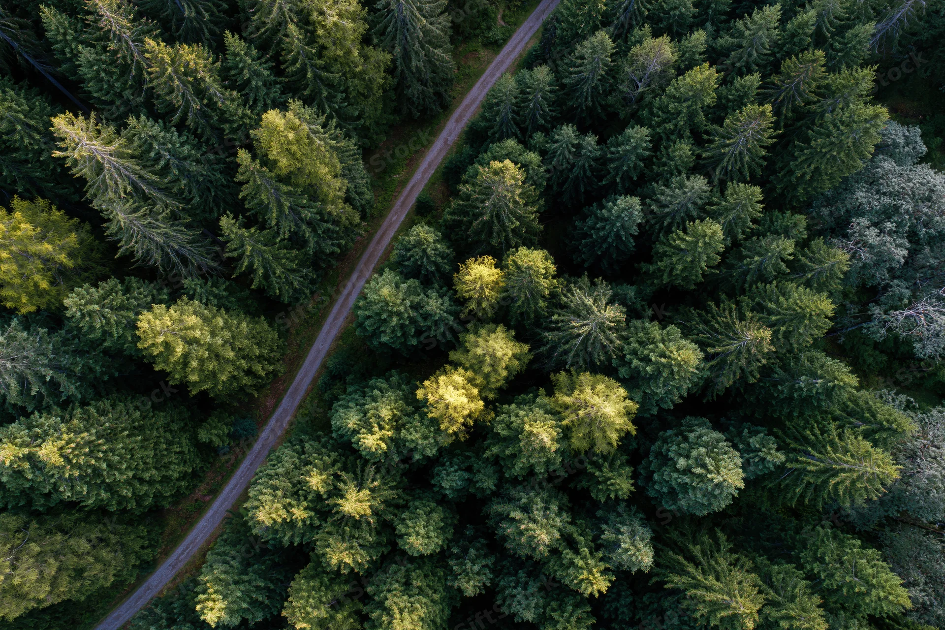 Aerial top-down view of dense forest with winding dirt road through coniferous trees