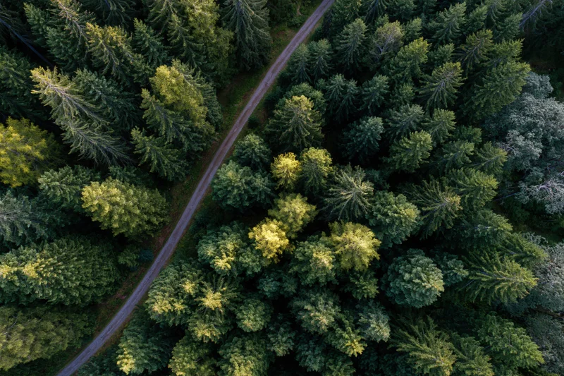 Aerial top-down view of dense forest with winding dirt road through coniferous trees