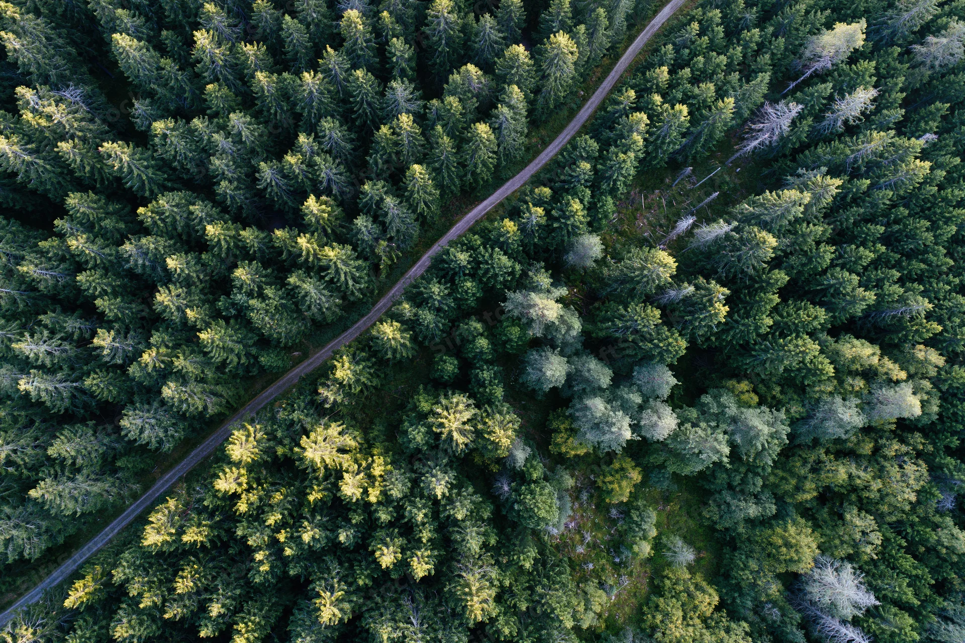 Aerial top-down view of dense forest with winding road through treetops