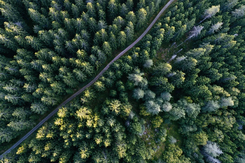 Aerial top-down view of dense forest with winding road through treetops