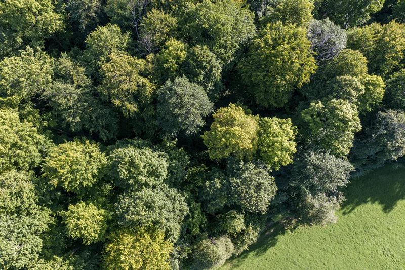 Aerial top-down view of dense forest canopy with green treetops and adjacent grassy field