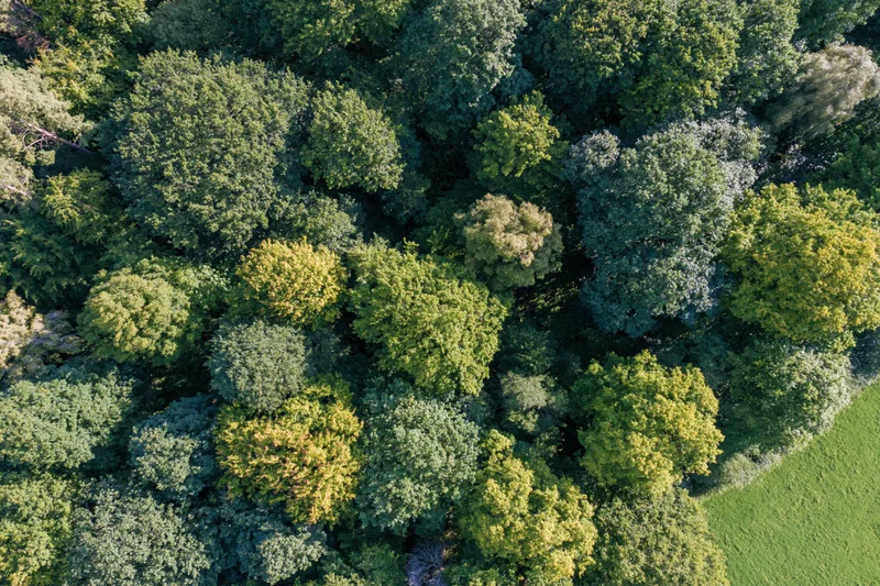 Aerial top-down view of dense forest canopy with green trees and grassy edge