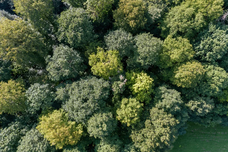 Aerial top-down view of dense forest canopy with green trees and foliage