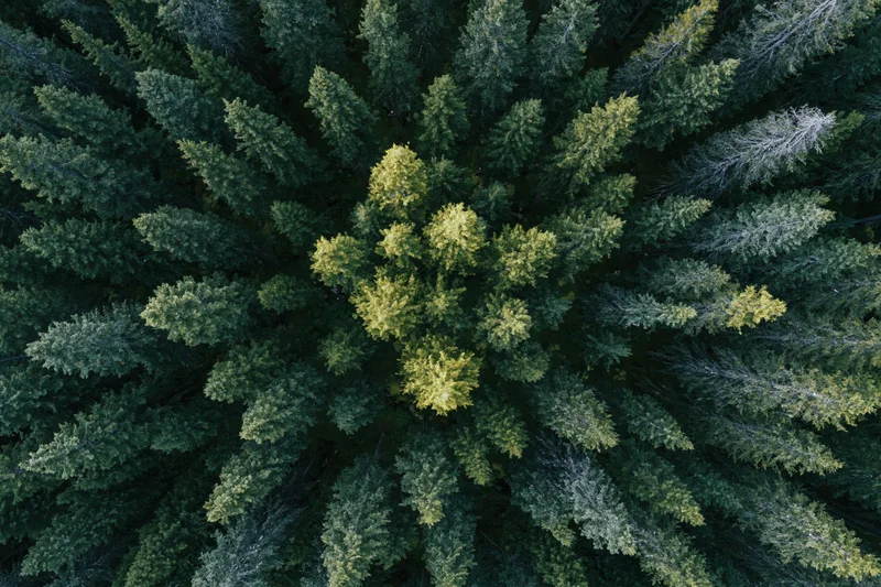 Aerial top-down view of dense coniferous forest canopy with central cluster of lighter green trees