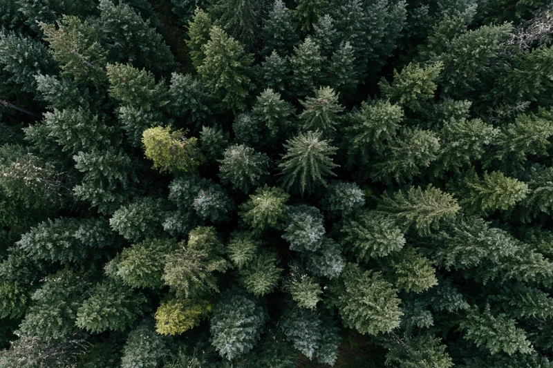 Aerial top-down view of dense evergreen forest canopy
