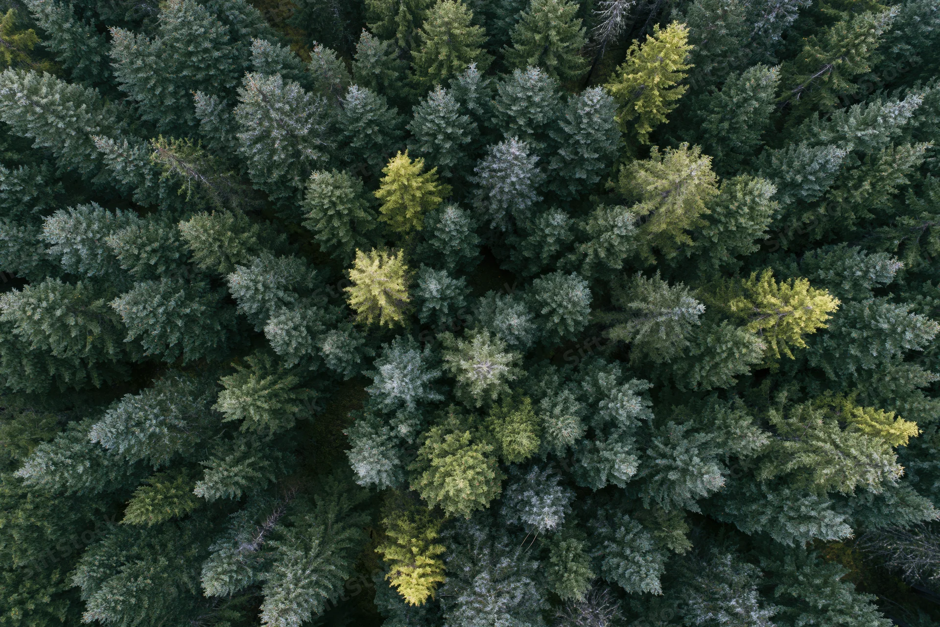 Aerial top-down view of dense coniferous forest canopy from above