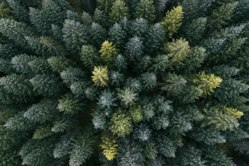Aerial top-down view of dense coniferous forest canopy from above