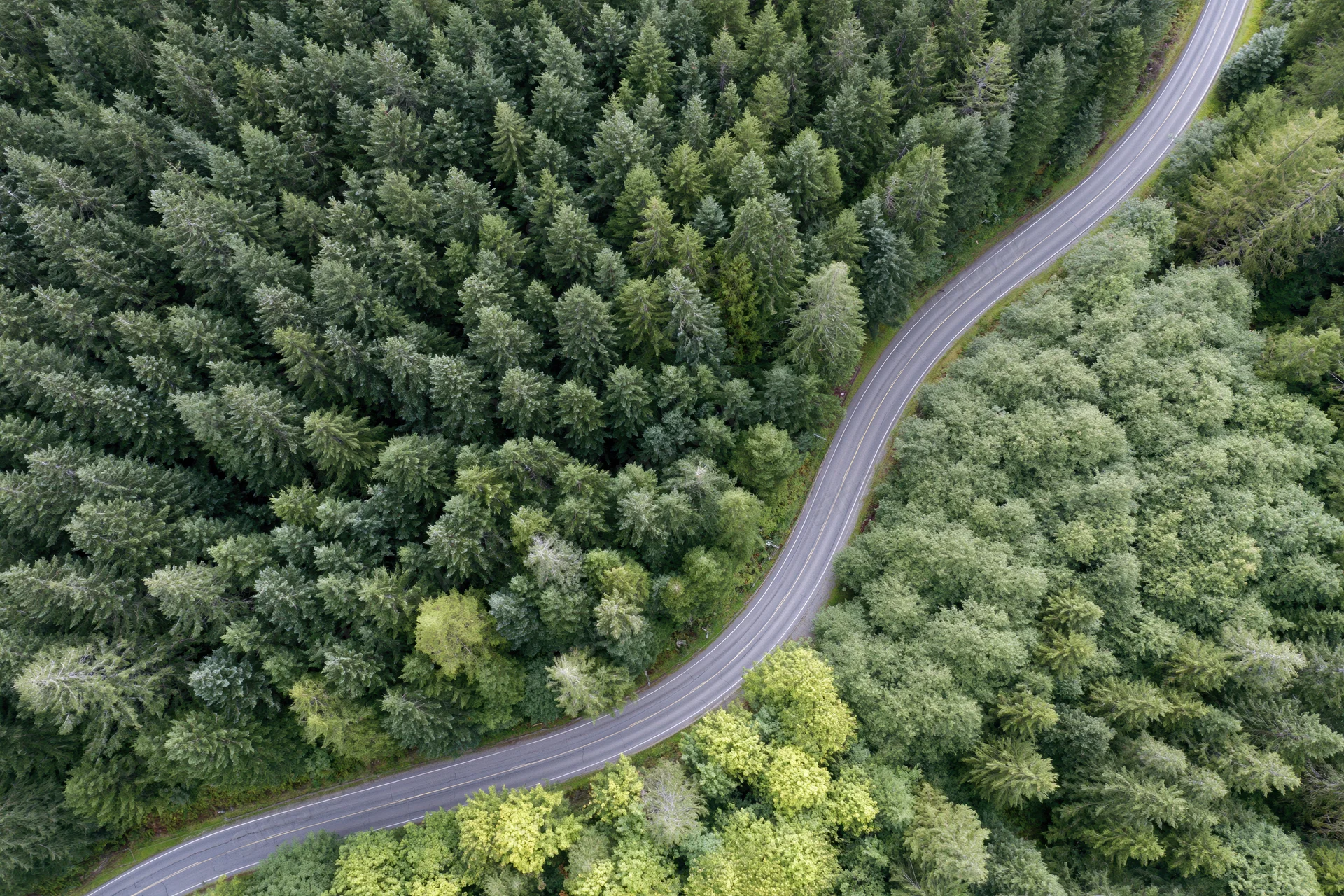 Aerial view of a winding two-lane road through a dense forest