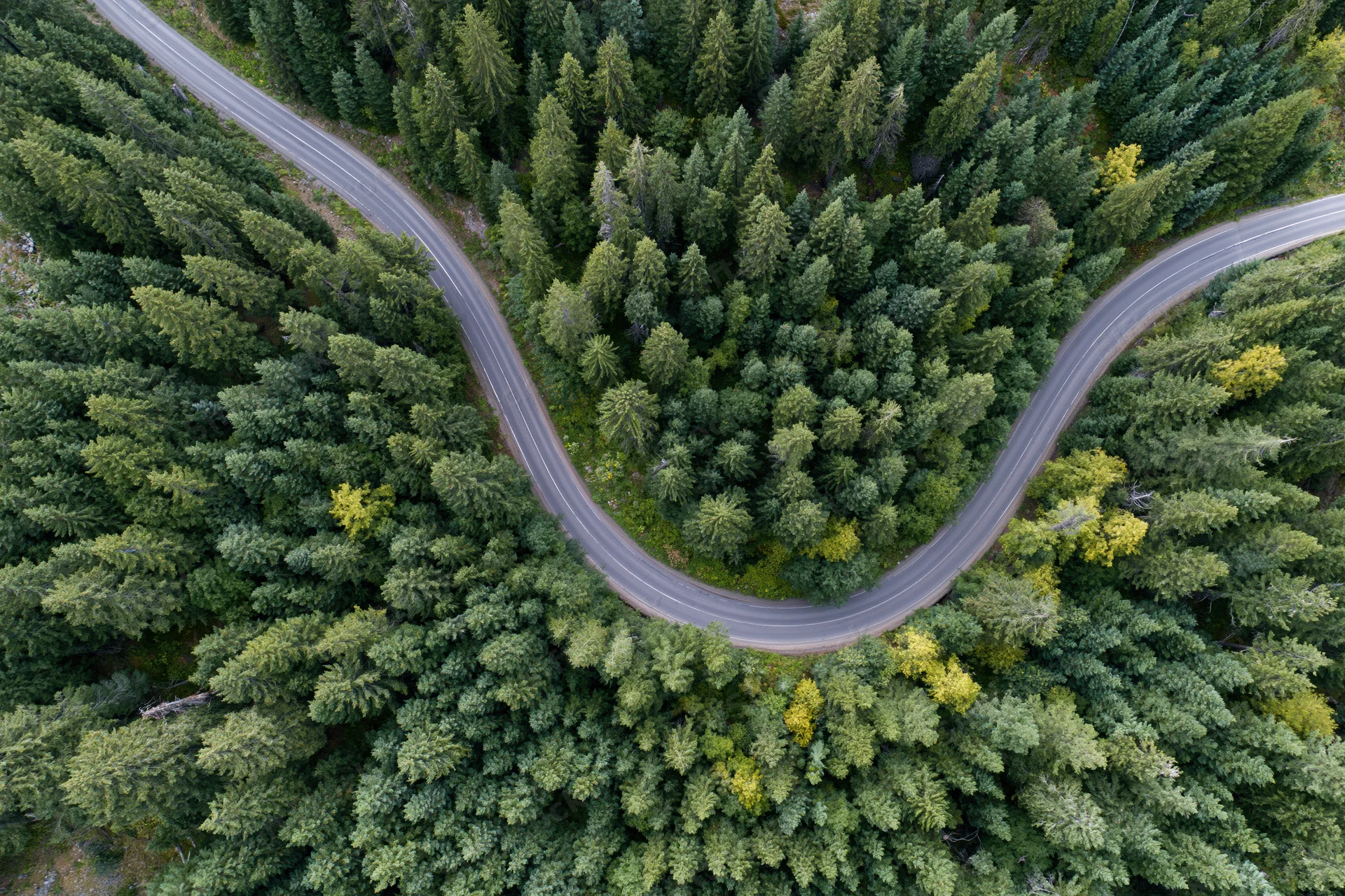 Winding road through dense forest from aerial top-down view