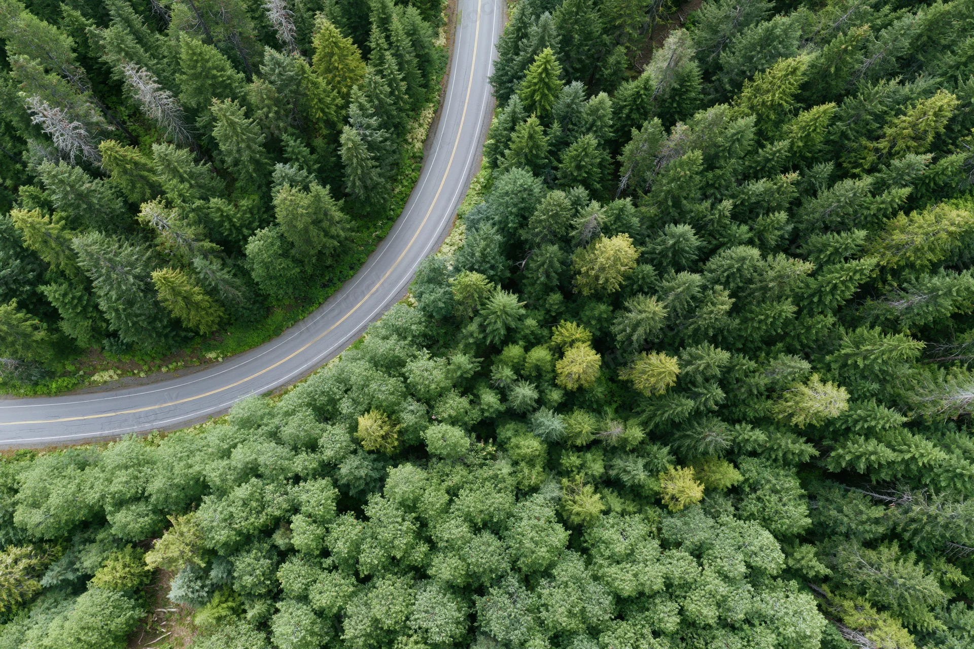 Aerial top-down view of a winding two-lane road through a dense green forest