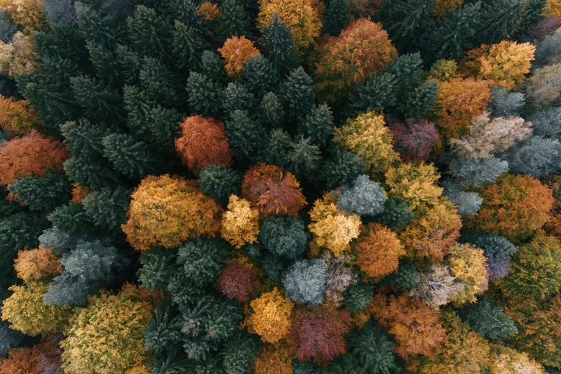 Aerial top-down view of dense mixed forest in autumn with colorful deciduous and conifer trees