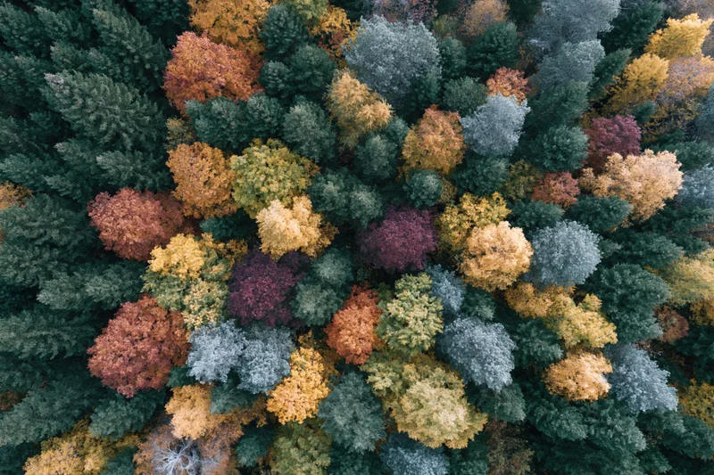 Aerial top-down view of a dense mixed forest canopy in autumn with colorful foliage