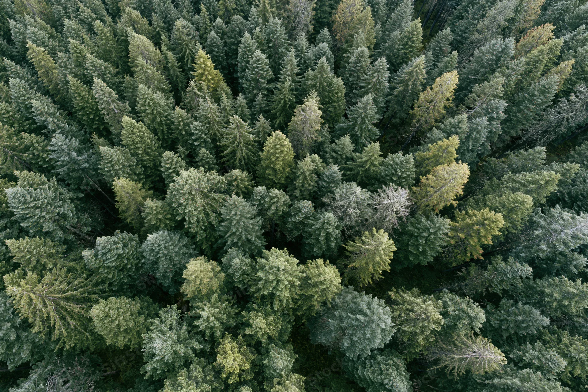 Aerial top-down view of dense conifer forest canopy