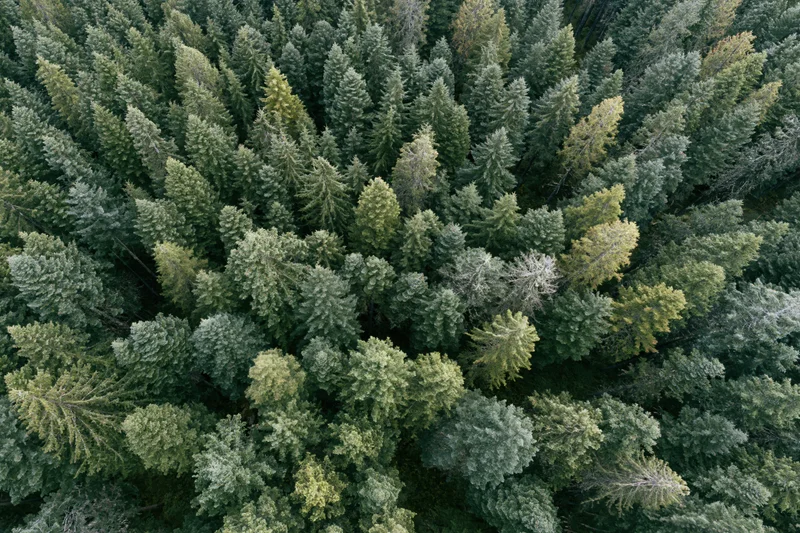 Aerial top-down view of dense conifer forest canopy