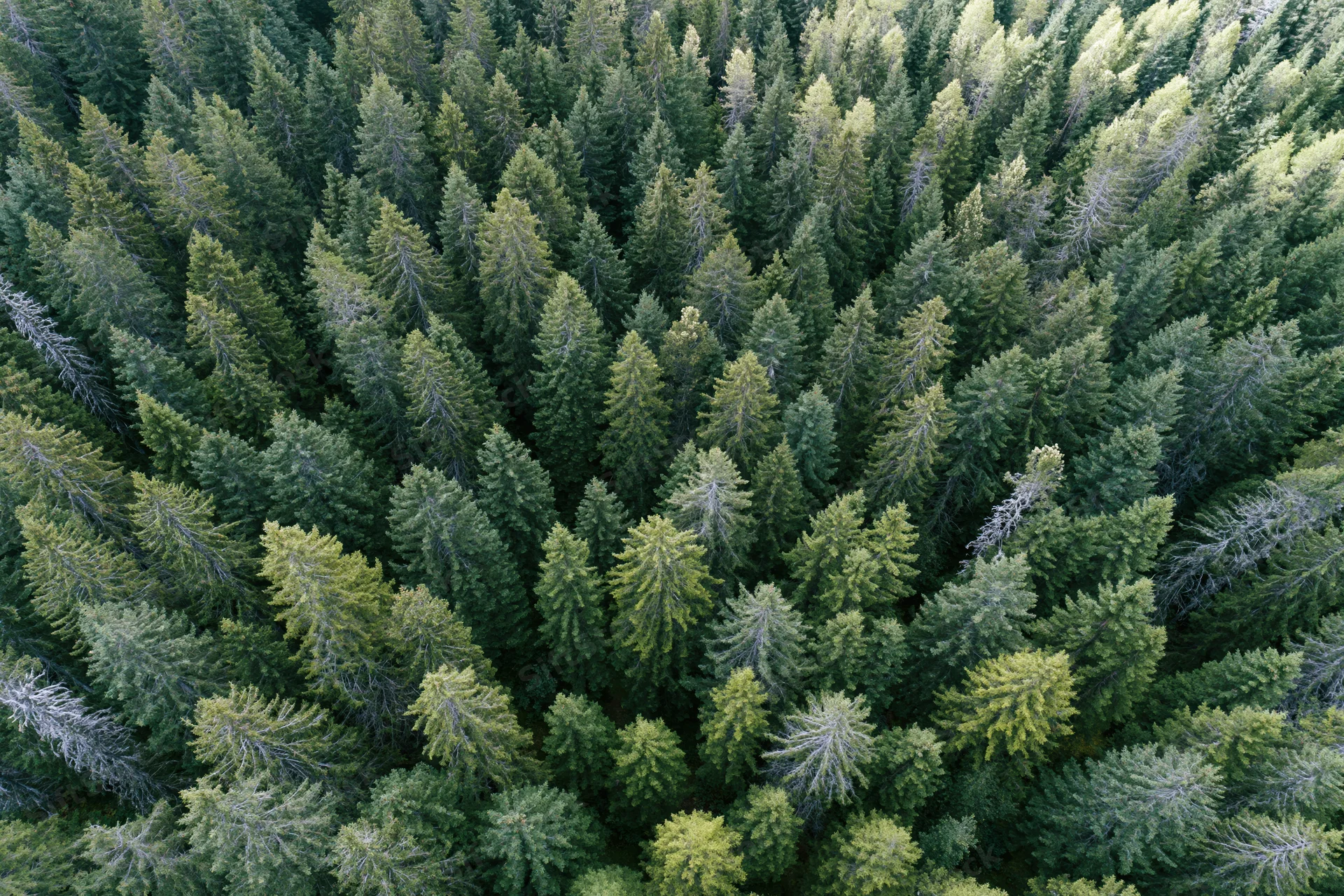 Aerial top-down view of dense conifer forest canopy