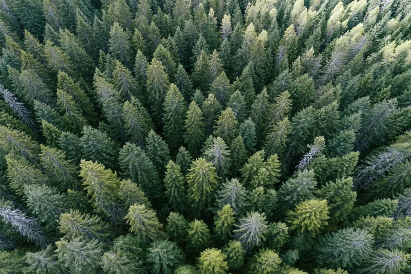 Aerial top-down view of dense conifer forest canopy