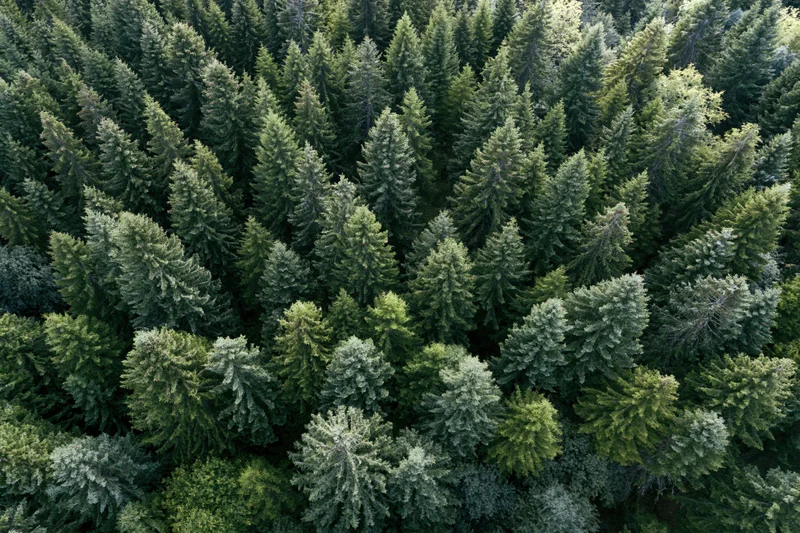Aerial top-down view of dense conifer forest canopy
