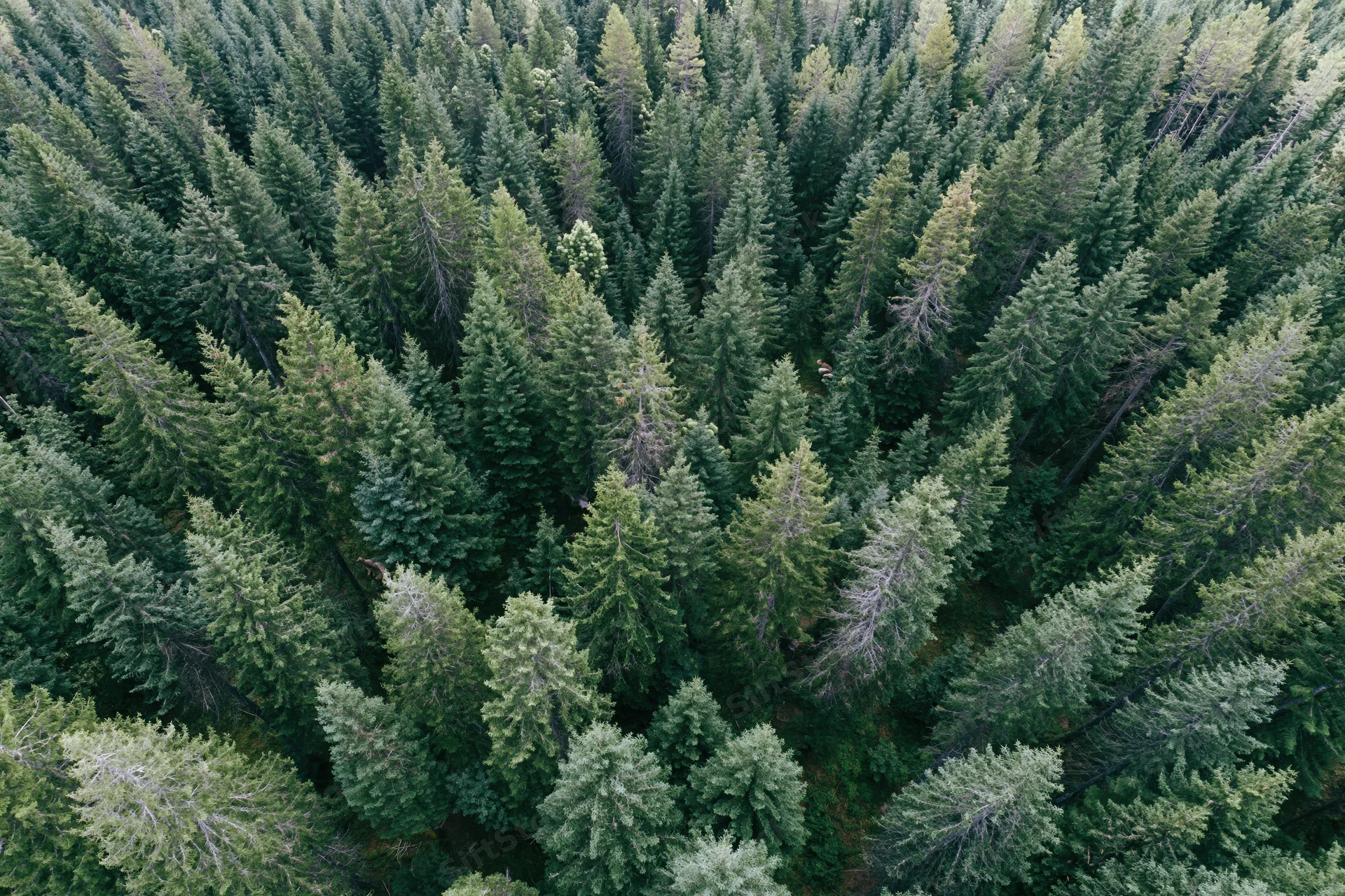 Aerial top-down view of dense conifer forest canopy