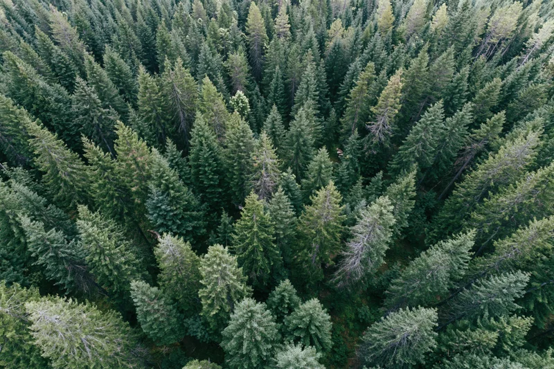 Aerial top-down view of dense conifer forest canopy