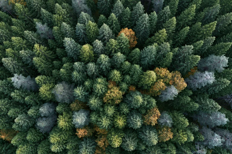 Aerial top-down view of dense conifer forest canopy with green and autumn-colored trees